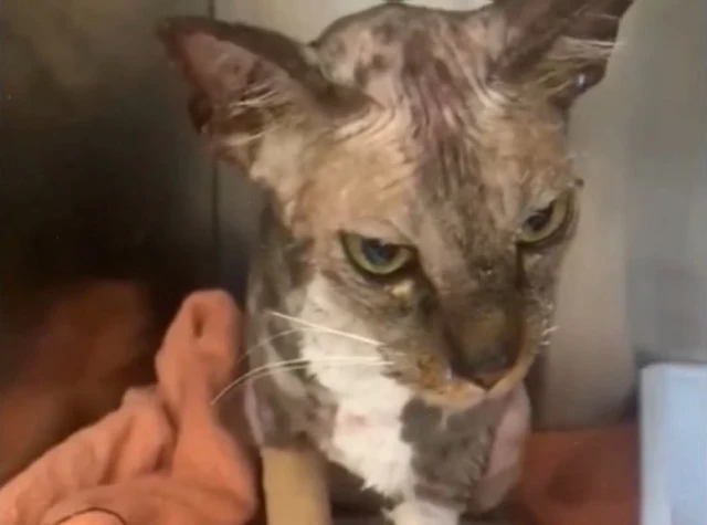 Extra image from article