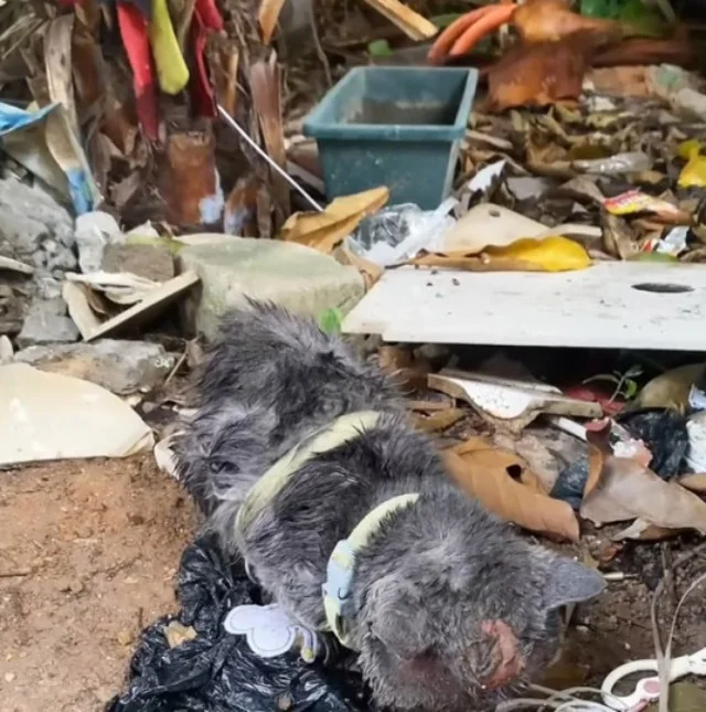 The severity led doctors to suspect the ...