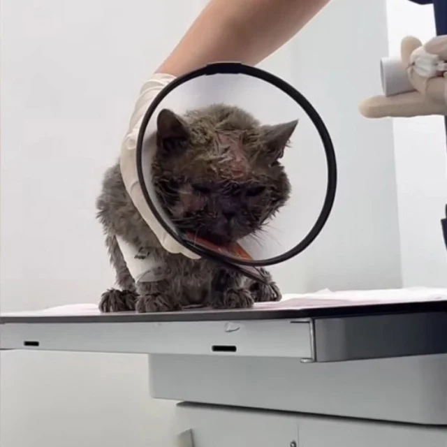 Even amid adversity, the kitten demonstr...