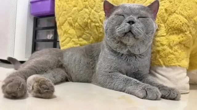 The family cared for it with the same de...