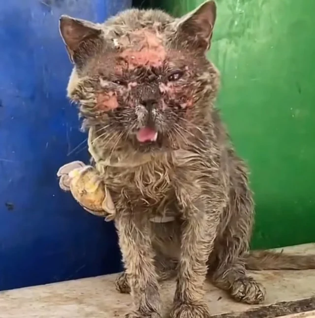 Gently lifting the little creature, she ...