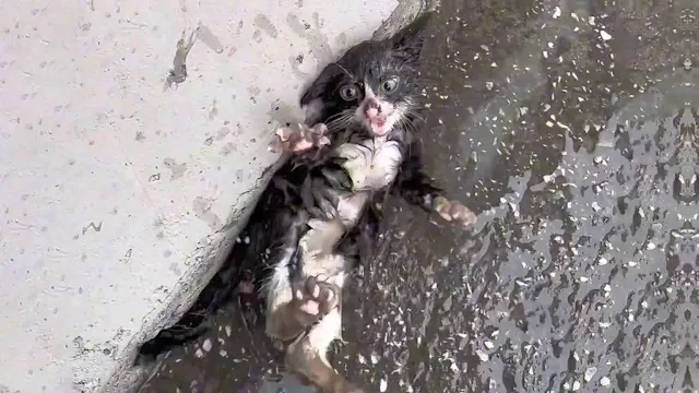 Midnight lay on the cold, wet pavement, ...