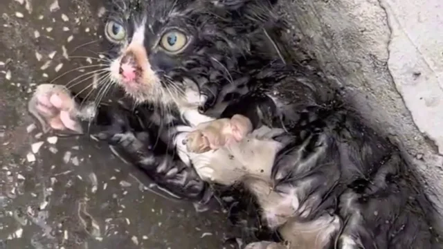 As she began to lose consciousness, frag...