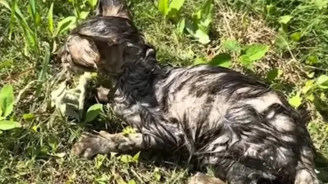 The woman and the man worked quickly, sw...