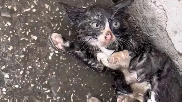 Extra image from article