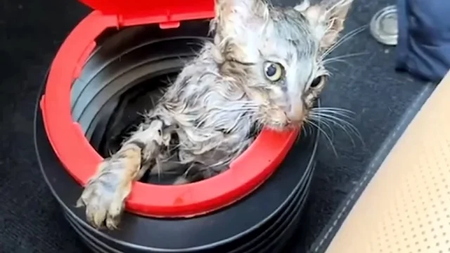 Extra image from article