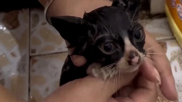 Extra image from article