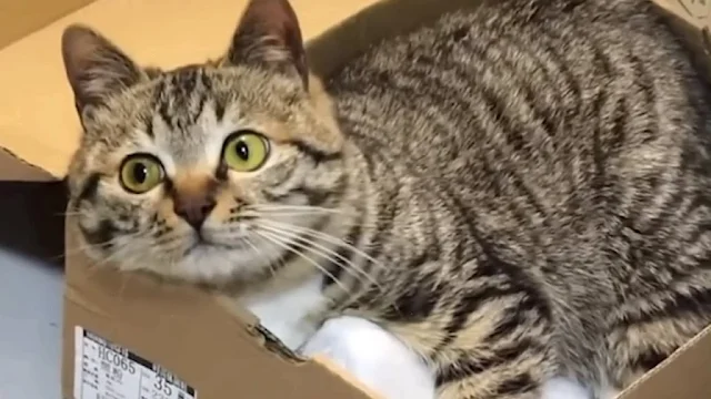 Extra image from article