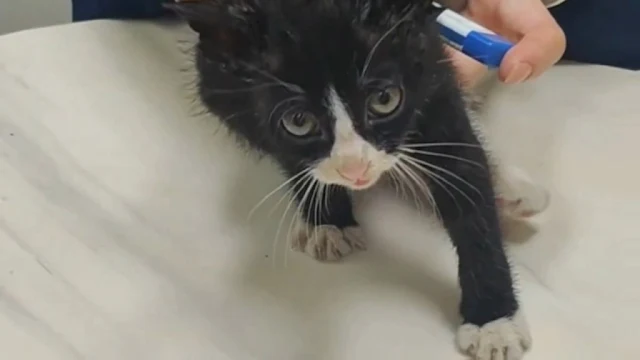 Extra image from article