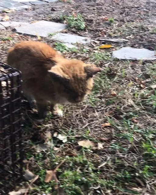 Over the next few days, the kitten’s con...