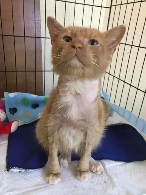 Simba has grown into a majestic and heal...