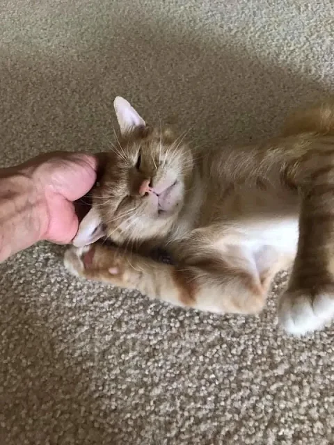 Extra image from article