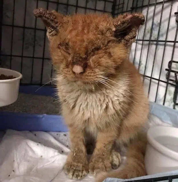 In the town of Delray Beach, Florida, ea...