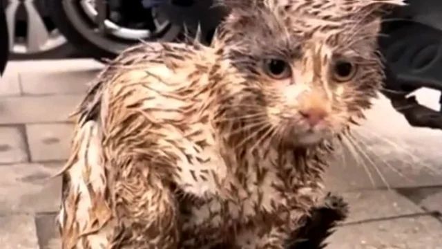 Despite Luna's attempts to struggle free...