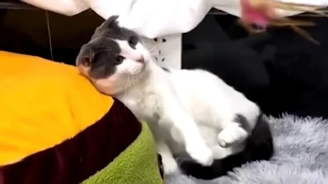 Extra image from article