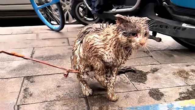 The children began to treat Luna as a to...