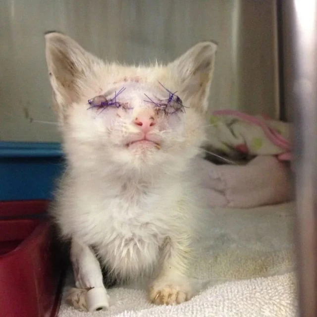 Enter Mim, a seasoned foster mom with a ...