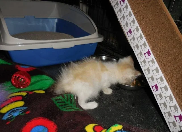 To ease Jovi's adjustment, Mim construct...