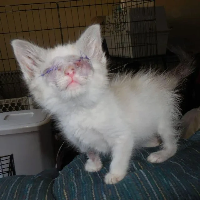 Jovi's fellow furry companions in Mim's ...