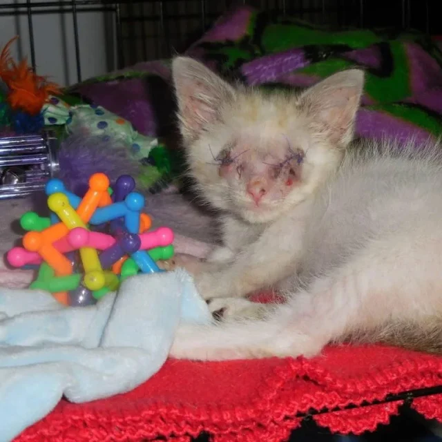 That new beginning arrived when Pet Help...