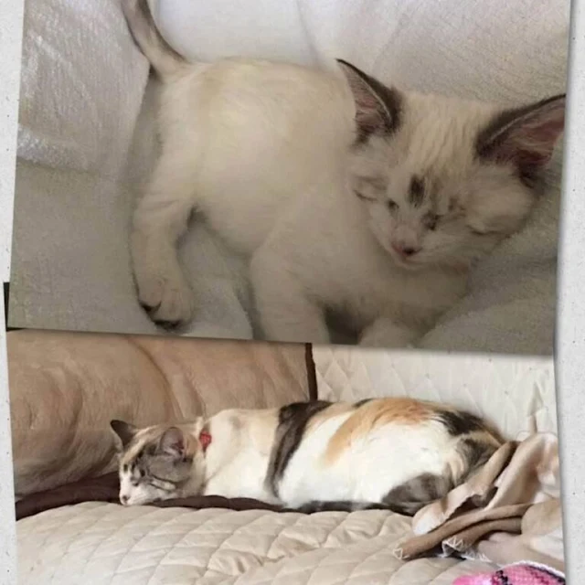 Extra image from article