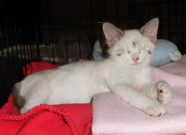 Extra image from article