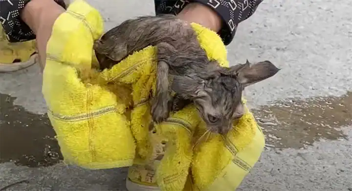 Just when hope seemed to vanish, a young...