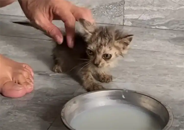 The kitten, as if sensing the newfound c...