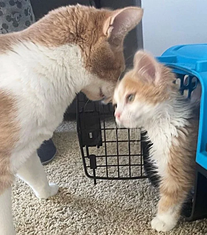 Extra image from article