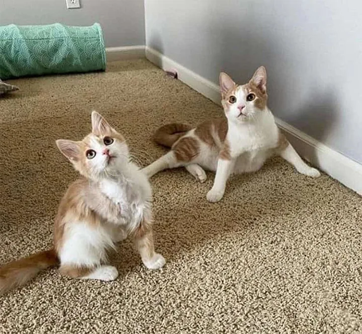 Extra image from article