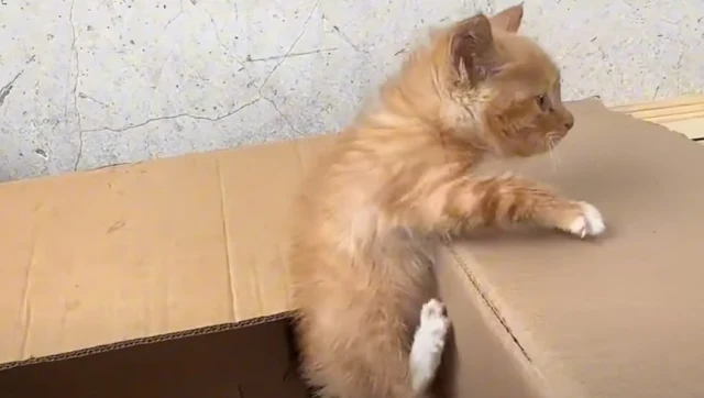 Extra image from article