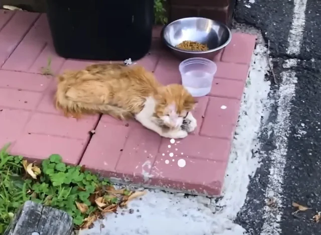 Over the following weeks, Gnar's recover...