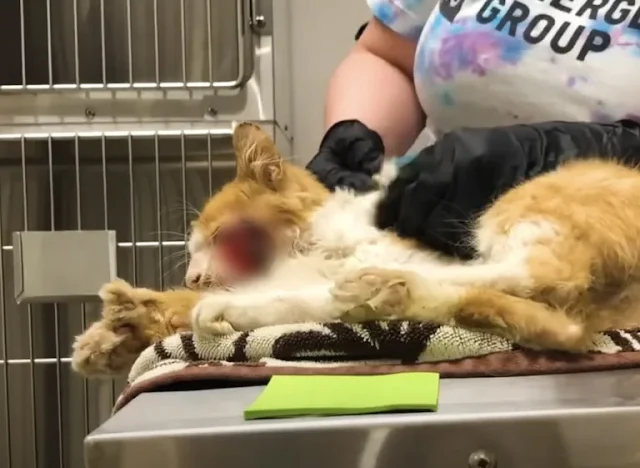 Gnar's journey is a powerful reminder th...