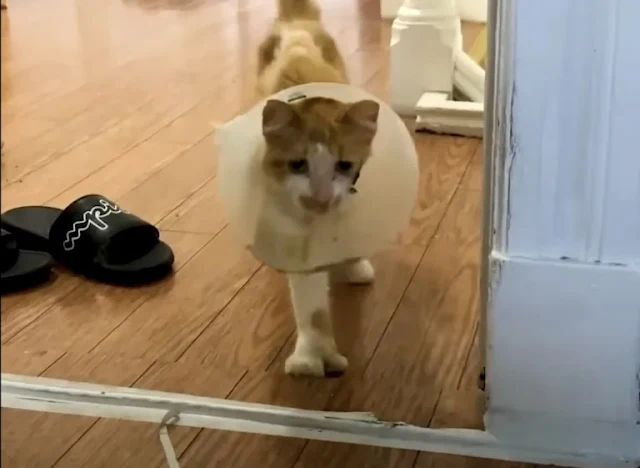 Extra image from article