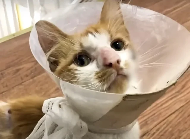 Extra image from article