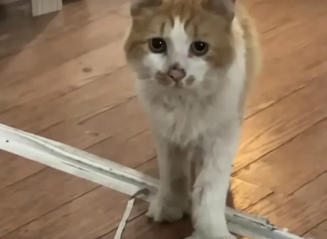 Extra image from article