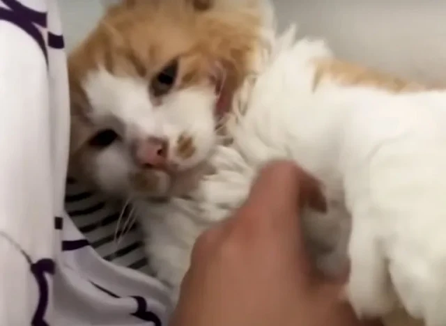 Extra image from article