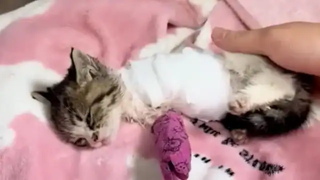 Thrown to the side, Whiskers lay battere...