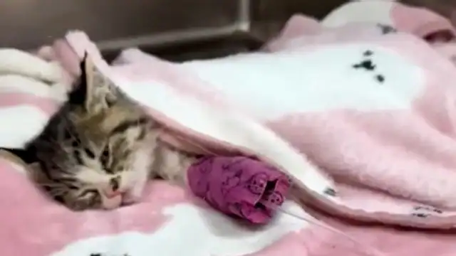 With a gentle meow, Whiskers limped towa...