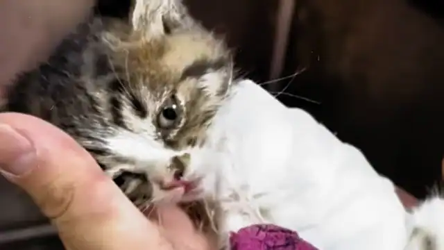 Just as despair began to settle in, a so...