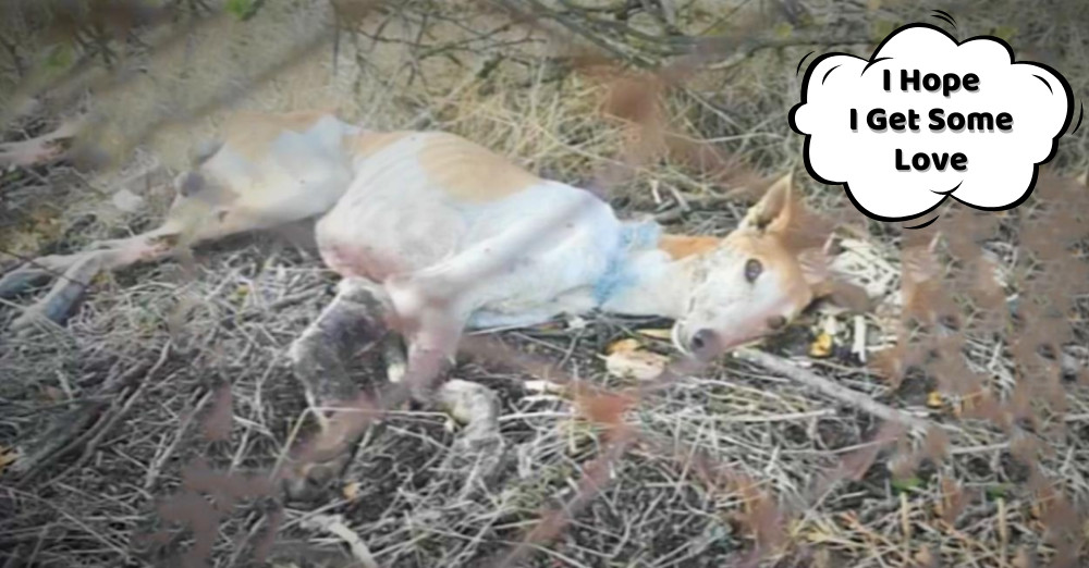 This greyhound, who would soon be loving...