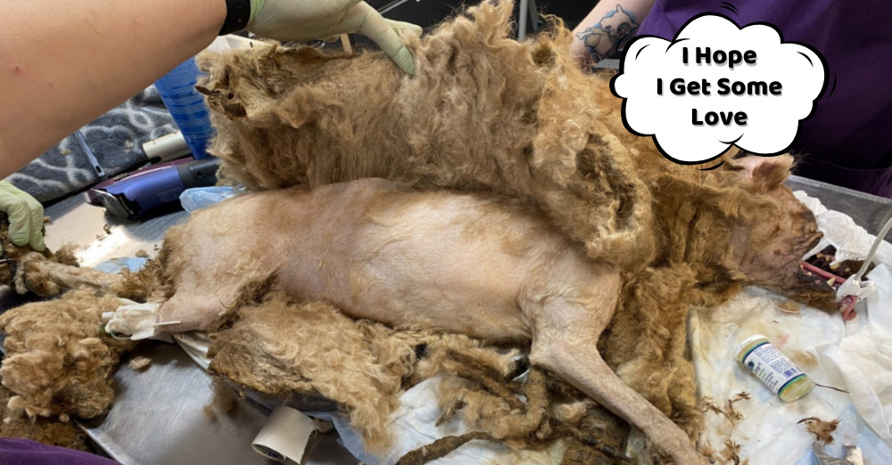 Ross, the founder of the Pittsburgh Coun...