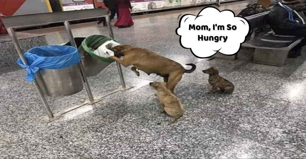 Her unwavering commitment exemplifies th...