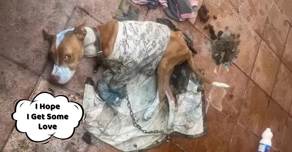 Lucy came into the public eye when a loc...