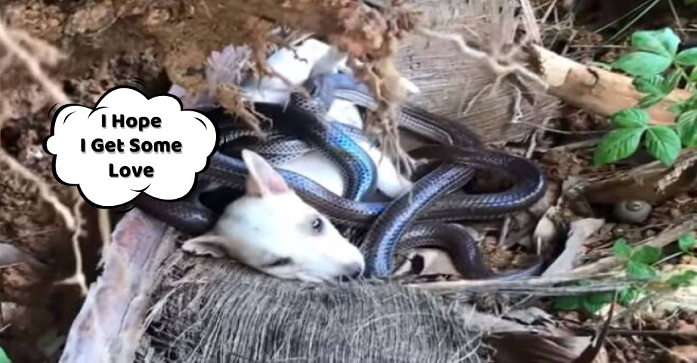 While enjoying a walk through the woods,...