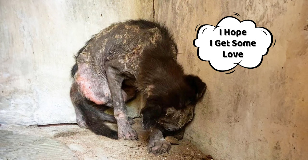 In his confined space, the pup often fou...