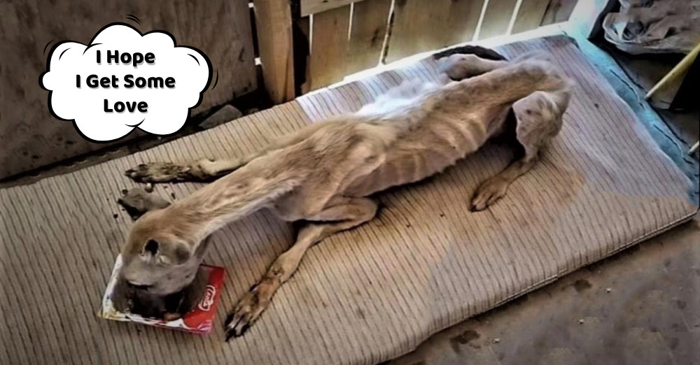 This heartbreaking scene reflects a grim...