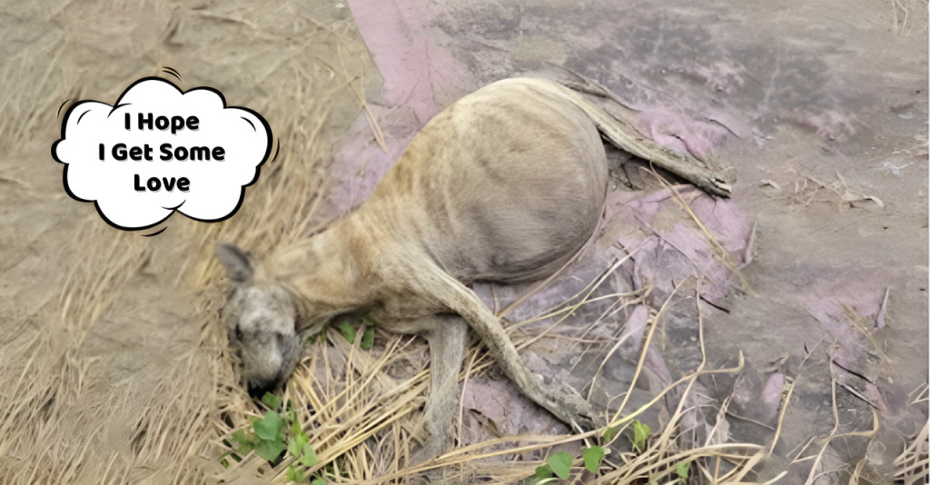 During extremely hot weather, the dog wo...