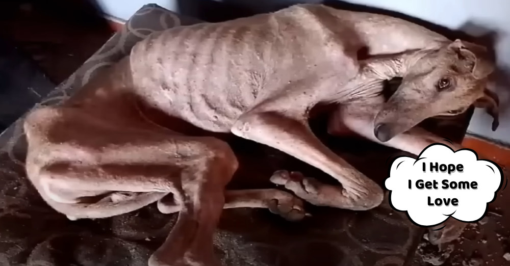 Upon our arrival, his eyes fluttered ope...