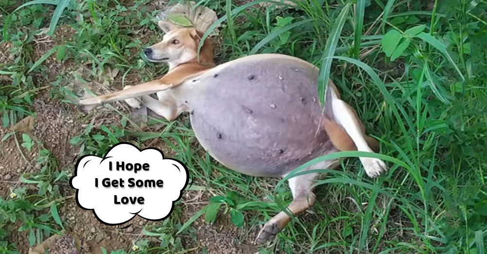 This poor canine was in a dire state, he...